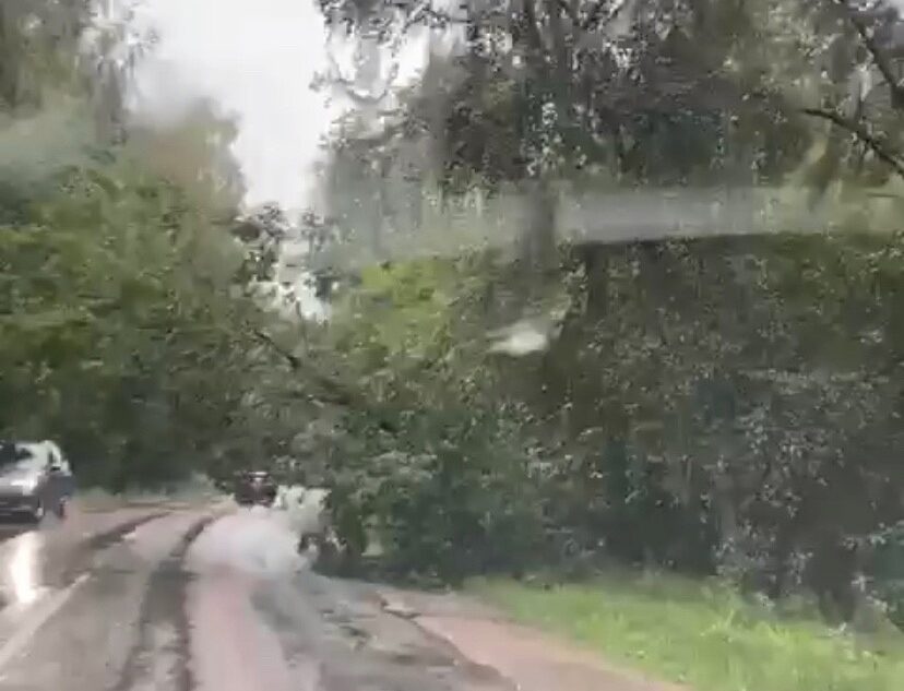 Под Тверью упавшее дерево перегородило дорогу