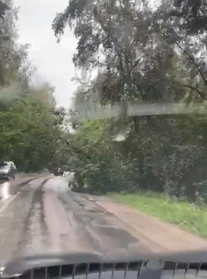 Под Тверью упавшее дерево перегородило дорогу