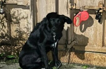 В Твери ищут дом для собаки, привязанной к ржавому гаражу