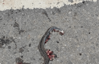 Возле школы в Твери ползала гадюка