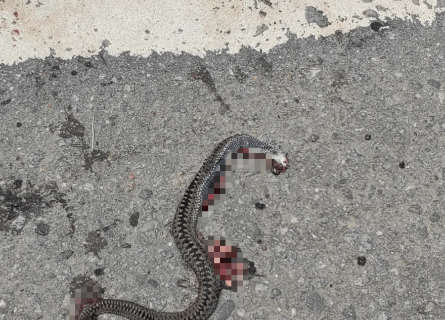 Возле школы в Твери ползала гадюка