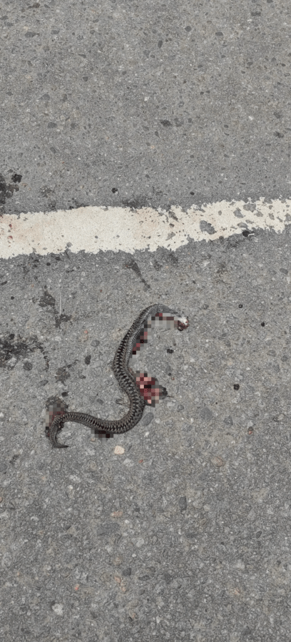 Возле школы в Твери ползала гадюка
