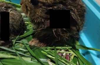 В Тверской области выхаживают попавших в беду зайчат В Тверской области выхаживают попавших в беду зайчат