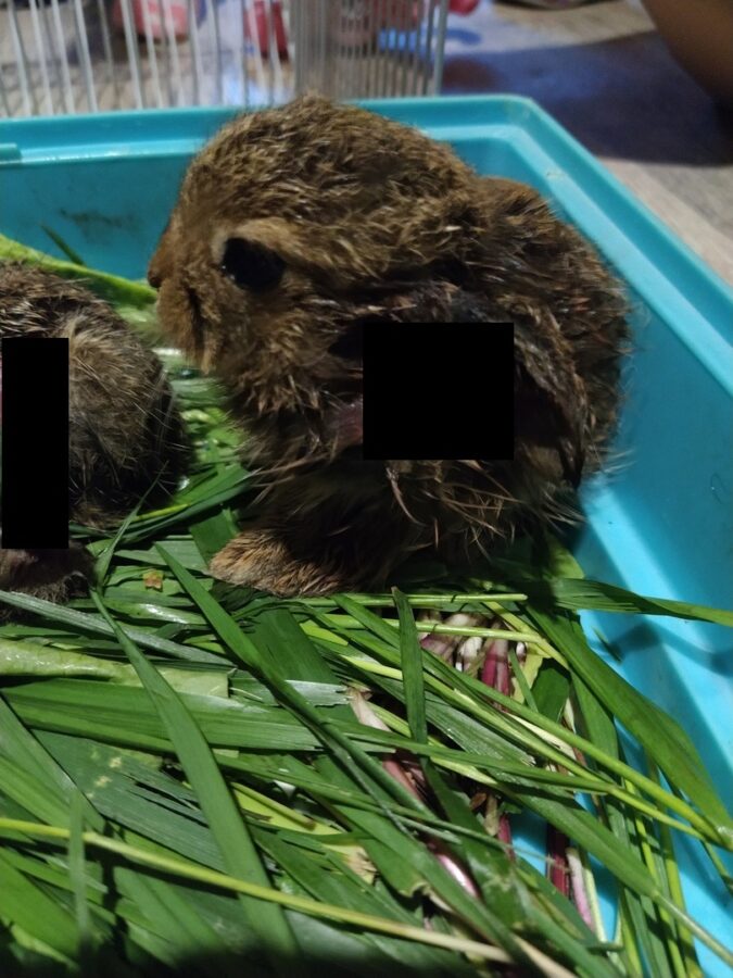 В Тверской области выхаживают попавших в беду зайчат