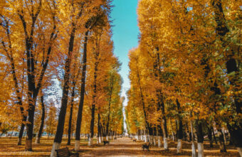 Золотая осень: синоптики рассказали, каким будет сентябрь в Тверской области Золотая осень: синоптики рассказали, каким будет сентябрь в Тверской области
