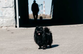 Жители Тверской области могут потребовать компенсацию за гибель домашних животных Жители Тверской области могут потребовать компенсацию за гибель домашних животных