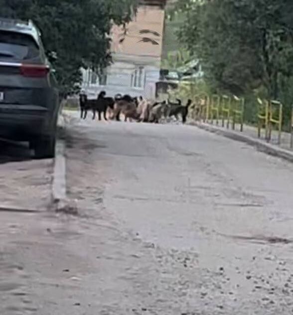 Тверитяне жалуются на опасную стаю собак