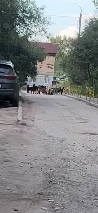 Тверитяне жалуются на опасную стаю собак