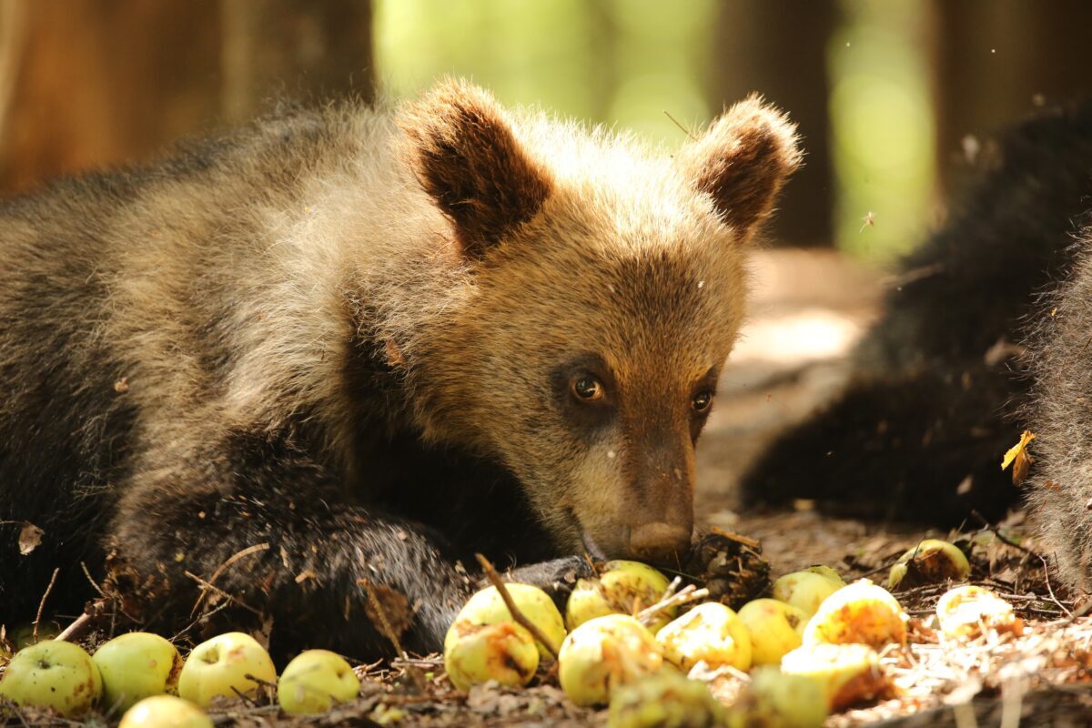 Медвежата-сироты устроили яблочную фотосессию в Тверской области