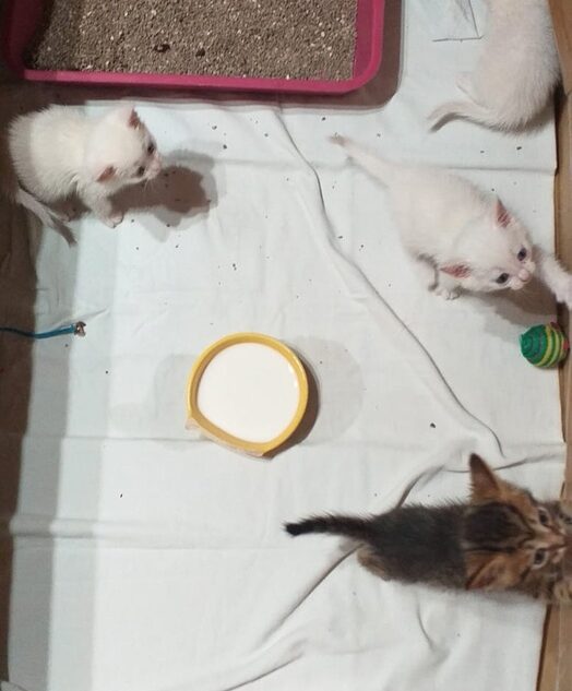 В селе под Тверью нашли пакет с котятами