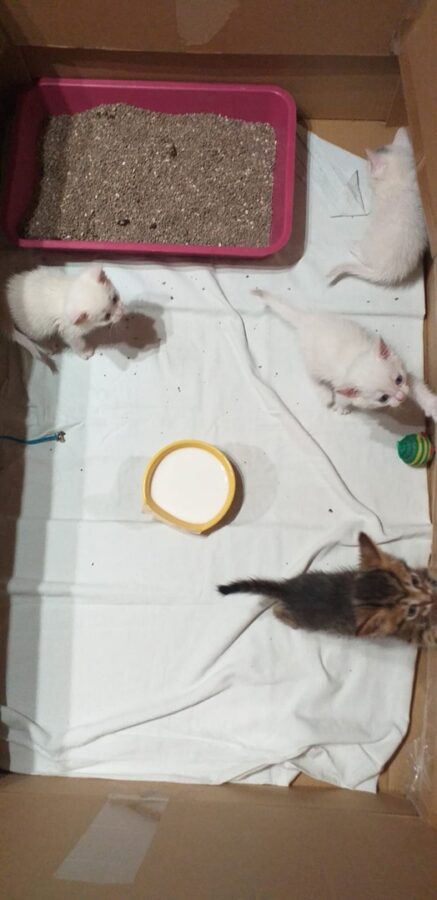 В селе под Тверью нашли пакет с котятами