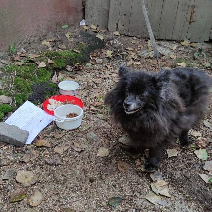 В Тверской области собаку привязали к трубе и оставили на произвол судьбы