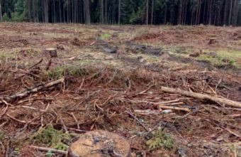 Житель Тверской области незаконно вырубил деревья на 14 миллионов рублей Житель Тверской области незаконно вырубил деревья на 14 миллионов рублей