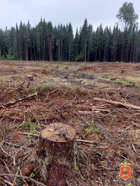 Житель Тверской области незаконно вырубил деревья на 14 миллионов рублей