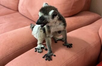 В Твери ищут хозяев лемура в подгузнике