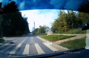 Тверские водители сняли на видео необычного пешехода