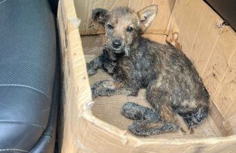 В Твери спасают щенка, который чуть не утонул в гудроне