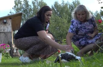 Жительница Тверской области просит помочь ей спасти аистенка от гибели