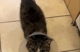 Волонтеры рассказали, почему о тверском коте Грише нет вестей Волонтеры рассказали, почему о тверском коте Грише нет вестей