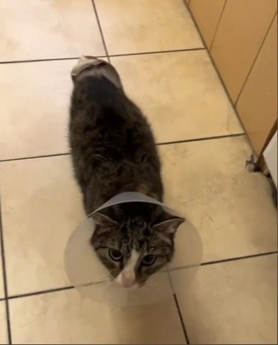 Волонтеры рассказали, почему о тверском коте Грише нет вестей