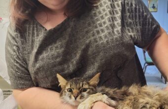 В Твери ищут передержку кошке, которую чуть не загрызла стая собак В Твери ищут передержку кошке, которую чуть не загрызла стая собак