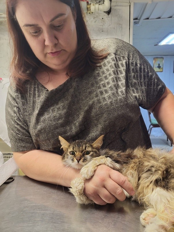 В Твери ищут передержку кошке, которую чуть не загрызла стая собак