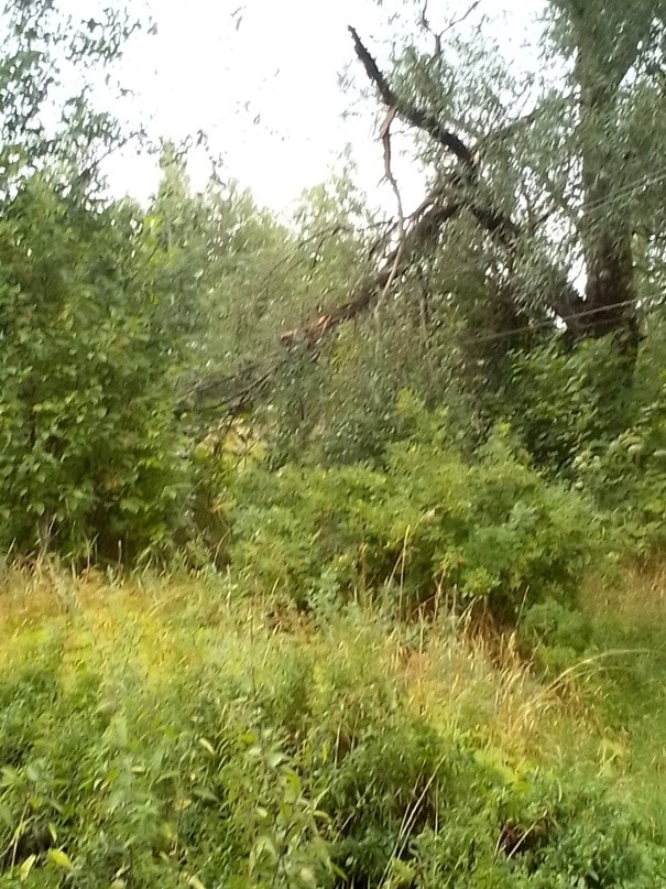 Жителей деревни в Тверской области беспокоят придавленные деревом провода