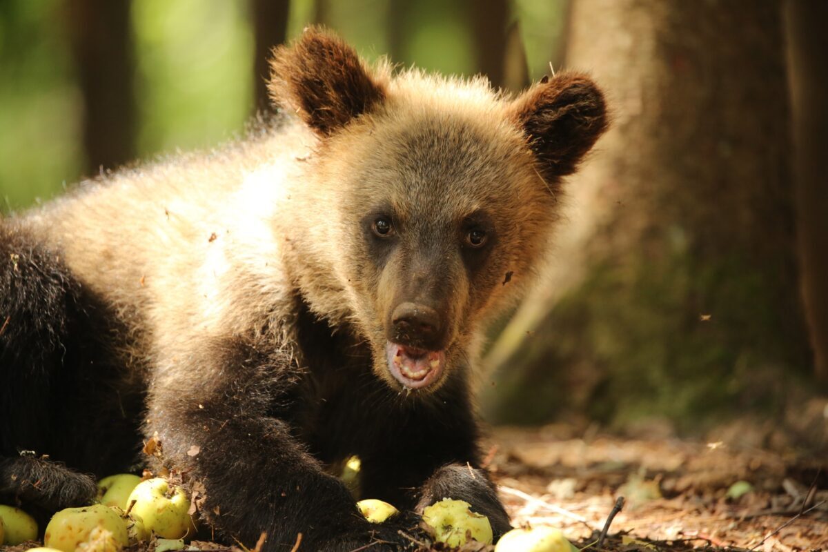 Медвежата-сироты устроили яблочную фотосессию в Тверской области