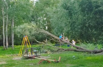 В Тверской области дети играют на опасном упавшем дереве В Тверской области дети играют на опасном упавшем дереве