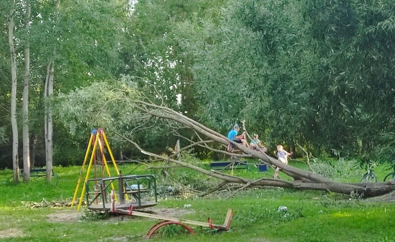 В Тверской области дети играют на опасном упавшем дереве
