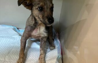 Щенку, попавшему в лужу гудрона, ищут любящих хозяев Щенку, попавшему в лужу гудрона, ищут любящих хозяев