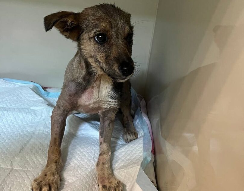 Щенку, попавшему в лужу гудрона, ищут любящих хозяев