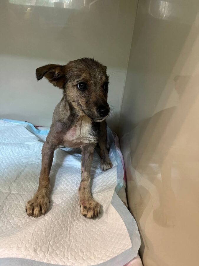 Щенку, попавшему в лужу гудрона, ищут любящих хозяев