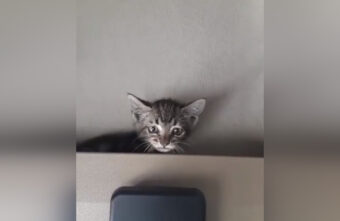 В Твери ищут дом котёнку, приехавшему из Санкт-Петербурга под капотом автомобиля В Твери ищут дом котёнку, приехавшему из Санкт-Петербурга под капотом автомобиля