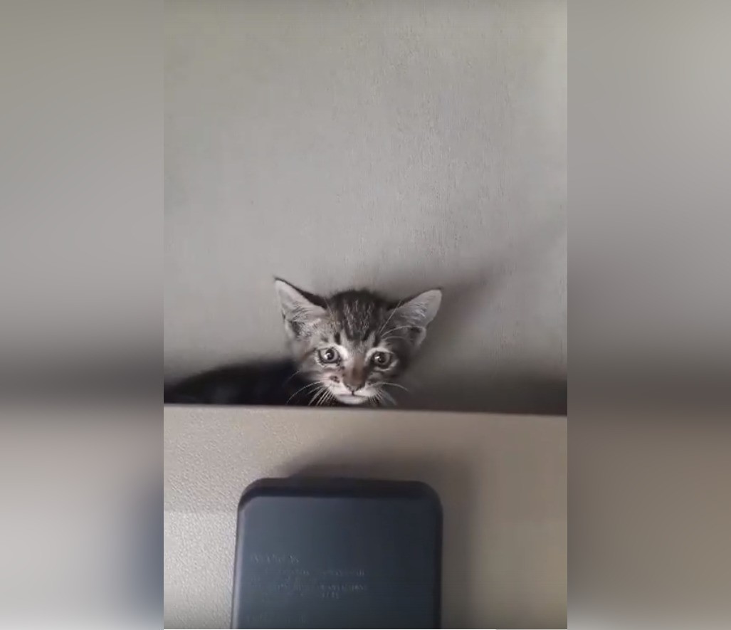 Приезд кота