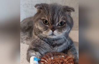 В Твери спасают брошенного кота, который наелся верёвок В Твери спасают брошенного кота, который наелся верёвок