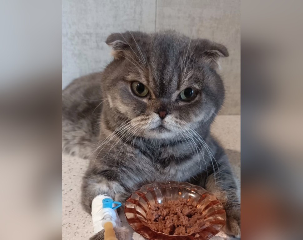 В Твери спасают брошенного кота, который наелся верёвок