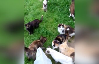 В Тверской области дедушка оставил «в наследство» больше десяти кошек В Тверской области дедушка оставил «в наследство» больше десяти кошек