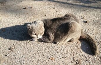 В Твери найденному на улице коту спасают лапки