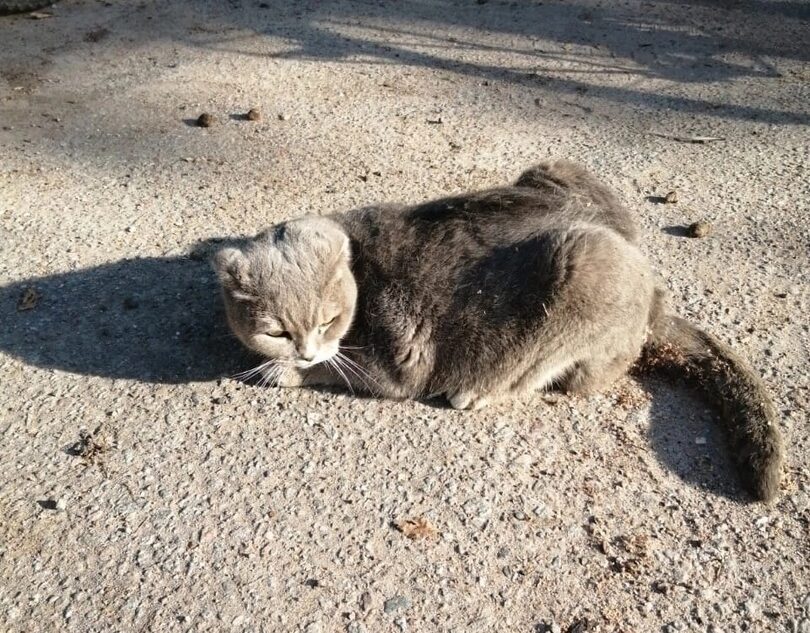 В Твери найденному на улице коту спасают лапки