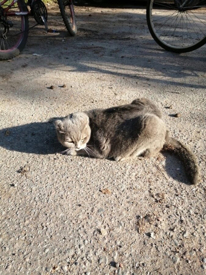 В Твери найденному на улице коту спасают лапки