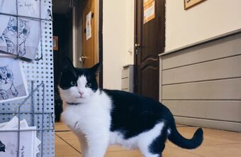 У постояльца кошачьего кафе в Твери нашли пулю в голове У постояльца кошачьего кафе в Твери нашли пулю в голове