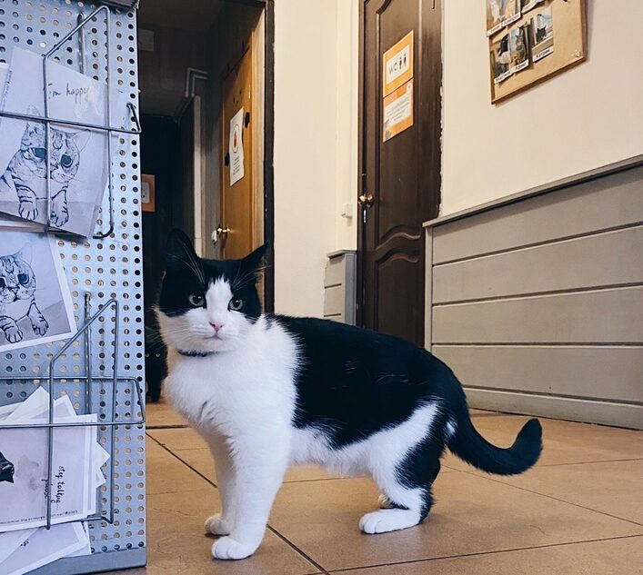 У постояльца кошачьего кафе в Твери нашли пулю в голове