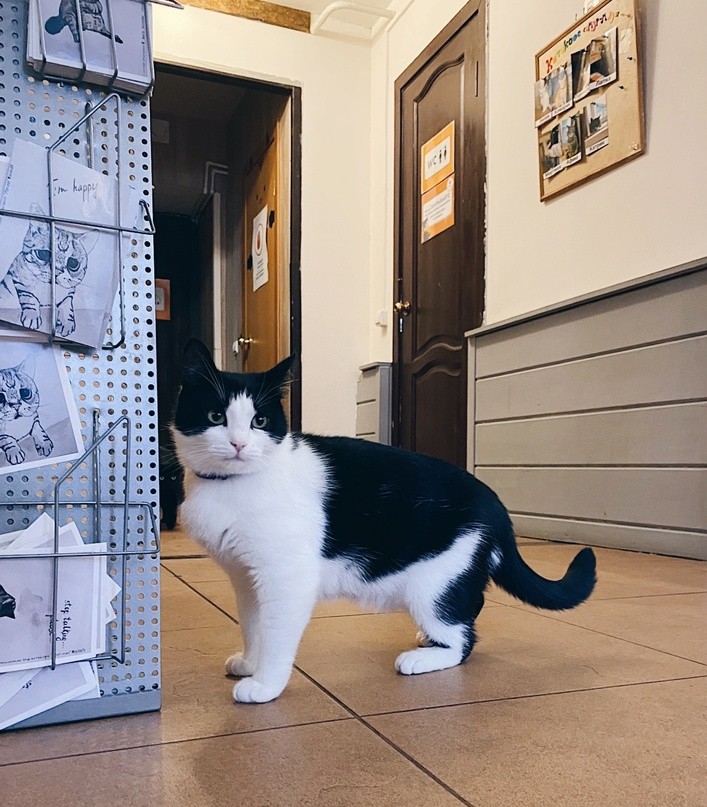 У постояльца кошачьего кафе в Твери нашли пулю в голове