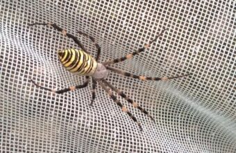 Рядом с Тверской областью началось нашествие ядовитых пауков-ос