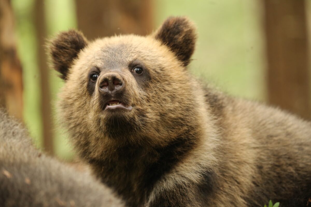 Скоро домой: медвежата-сироты устроили прощальную фотосессию в Тверской области