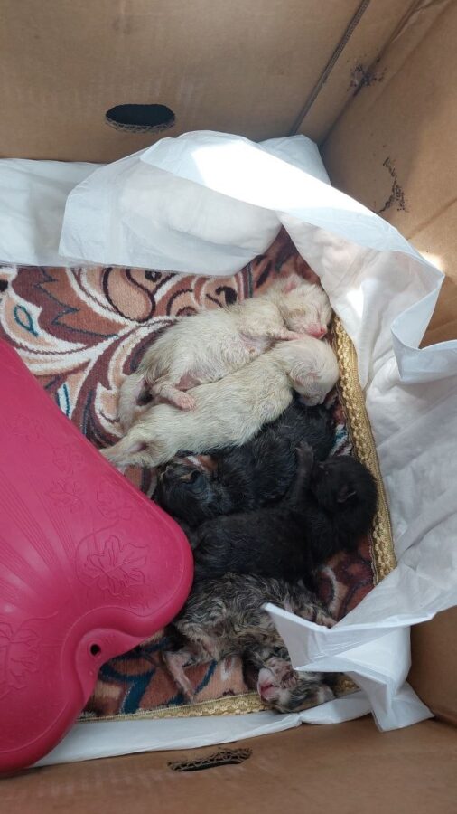 В Тверской области на мусорке нашли пакет с новорожденными