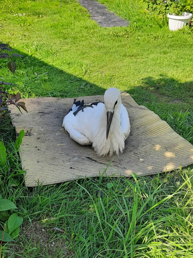 Жительница Тверской области просит помочь ей спасти аистенка от гибели