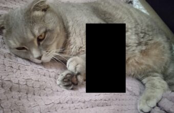 Кота со сложными переломами, найденного под Тверью, прооперируют Кота со сложными переломами, найденного под Тверью, прооперируют