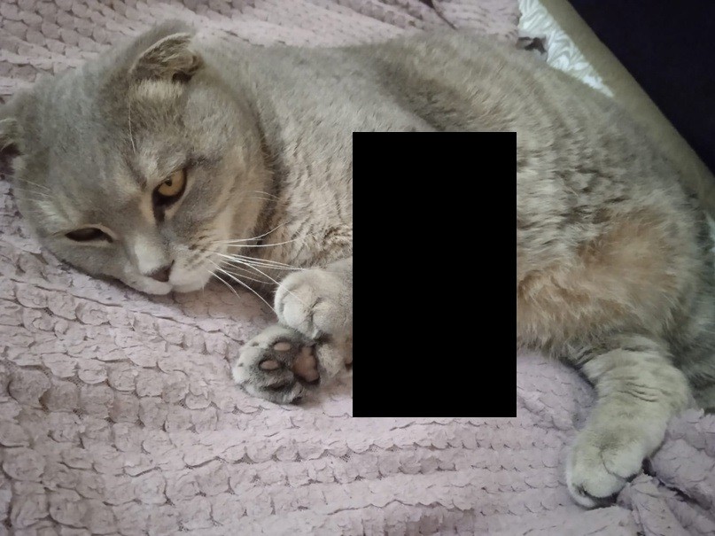 Кота со сложными переломами, найденного под Тверью, прооперируют